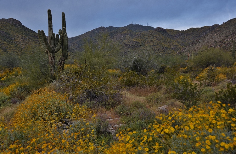 hills with brittlebush